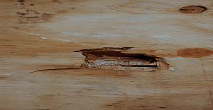 Close-up of damaged wood with a large hole and splintered edges.